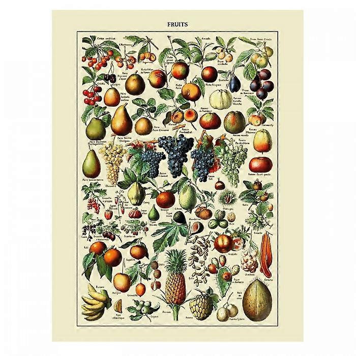 Adolphe Millot Fruit Print