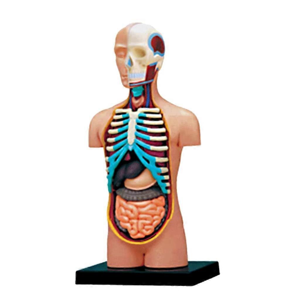 Educational Materials Skeleton Model 4D, Half Human Body, Removable Anatomy Model, Medical Education