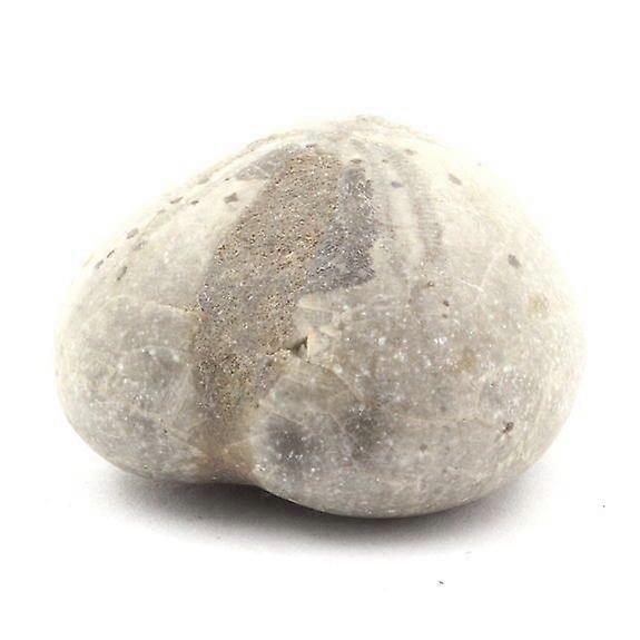 Fossil Sea Urchin, Toxaster Amplus 159.80 carats