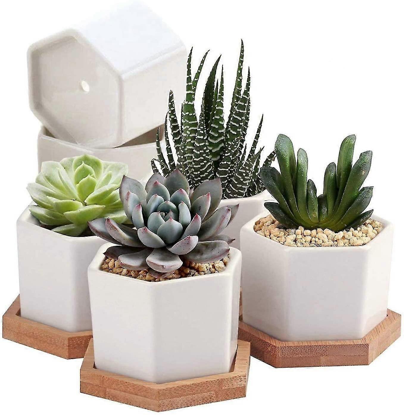 Succulent Pots Cactus Pots Small Pots Mini Pots Plants