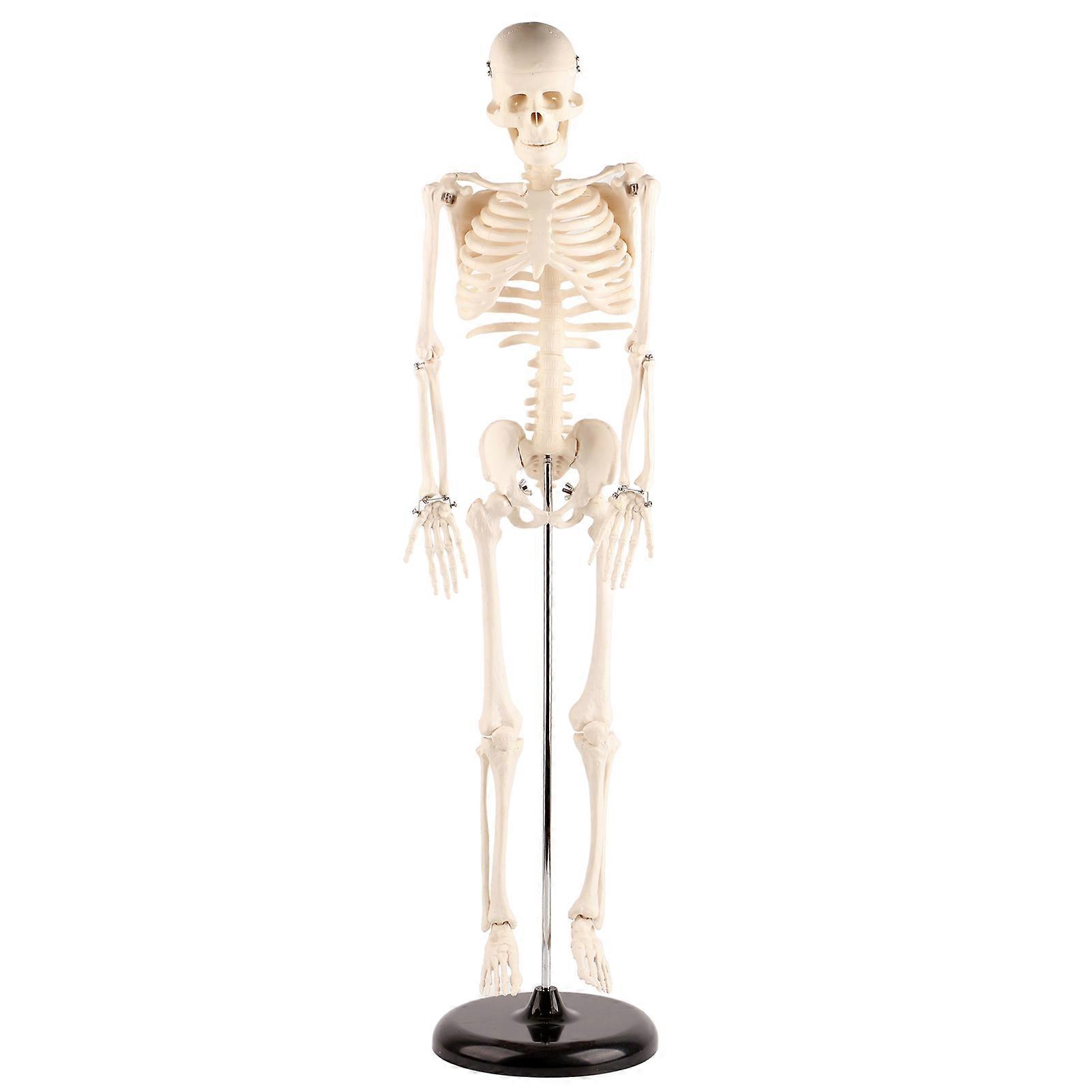 85cm Human Skeleton Model with Stand Biological Experiment Tool for Anatomical Teaching Use