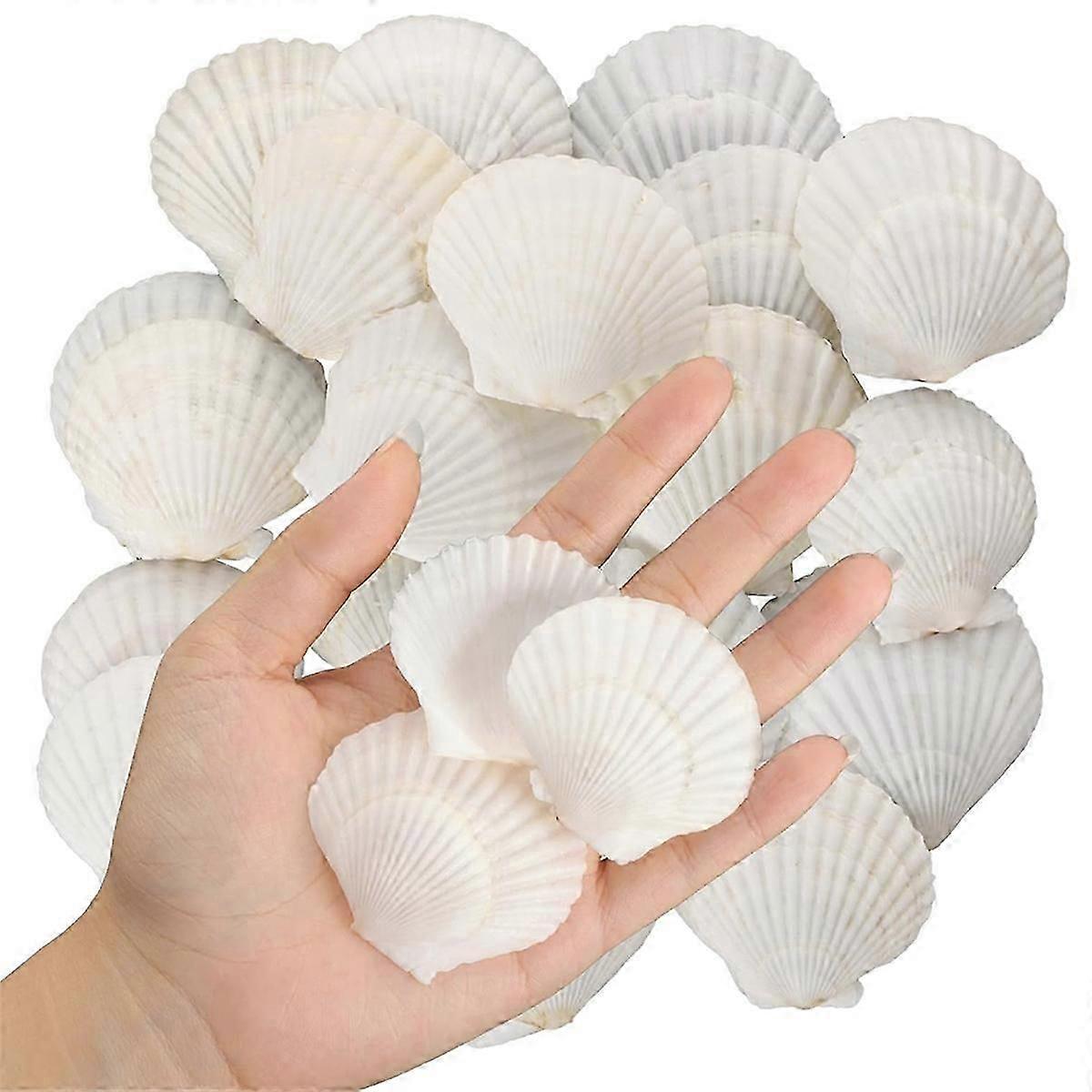 40PCS Natural Scallop Shells 1.4-2.4inch White Small Sea Shells suitable for Crafts Crafting Shell Bulk Real