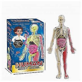 Zacht model van de menselijke anatomie - Wetenschapssets voor kinderen van 4-8 jaar - STEM-speelgoed voor jongens van 4, 5, 6, 7 en 8 jaar - Verjaardagscadeau - Educatief speelgoed voor kinderen