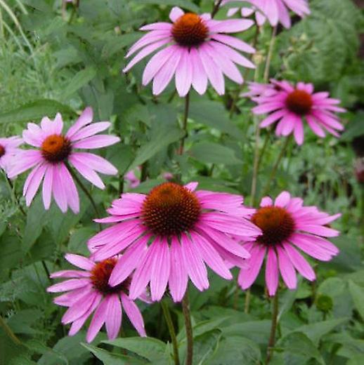 Equinácea magnus. Coneflower.