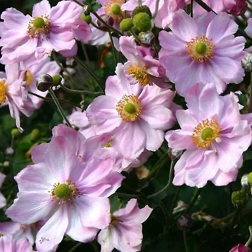 Anemone Konigin Charlotte.