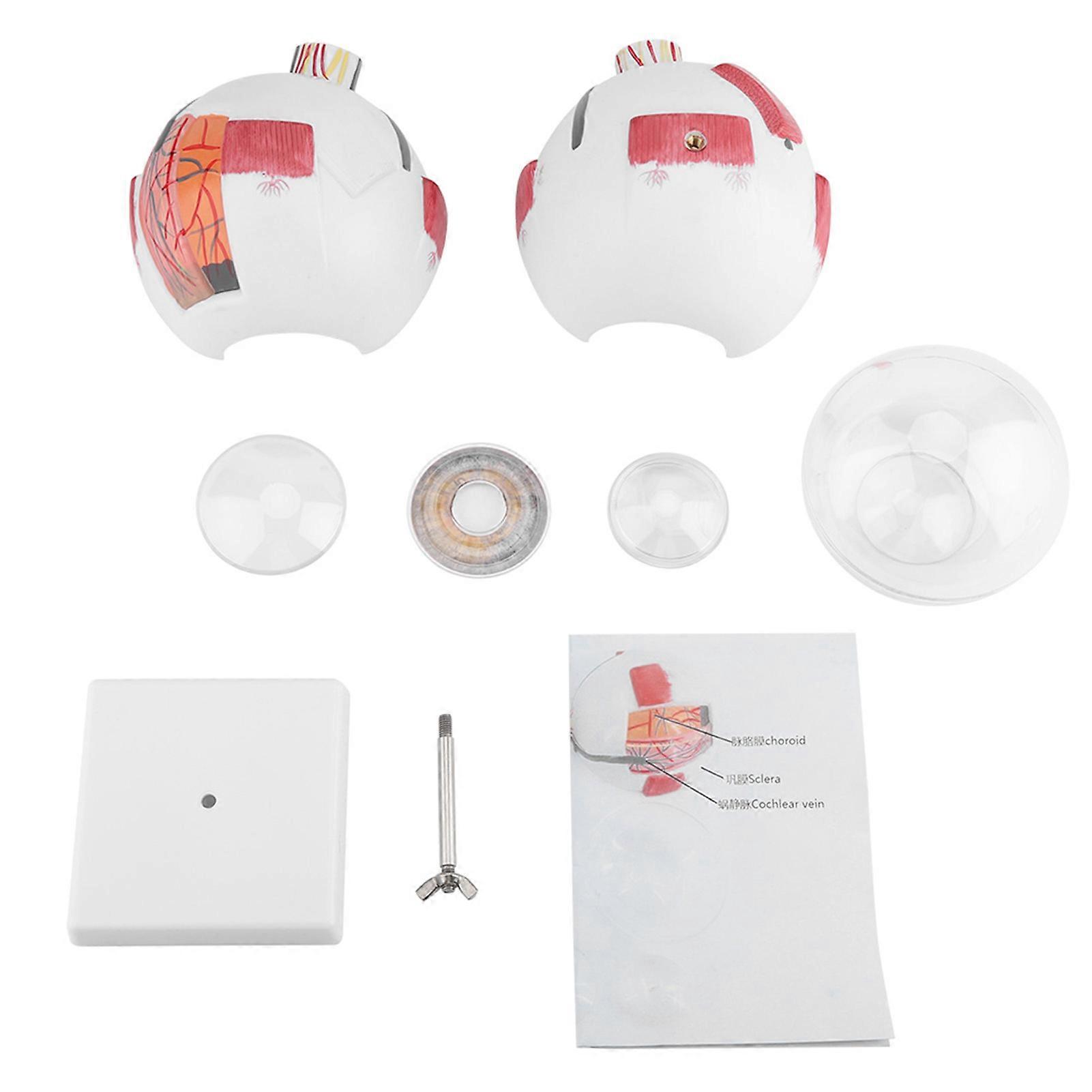 Magnification 6X Removable Human Eye Eyeball Model for Anatomy Study Teaching YEMAA