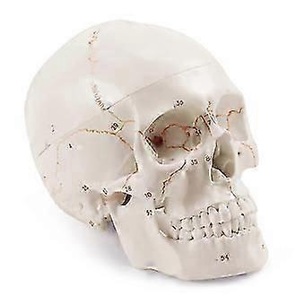 3-Part Life Size Human Skull Anatomy Model with Numbered Sections for Medical Education