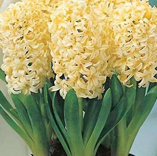 Jacinto Cidade de Haarlem. Amarelo prímula.