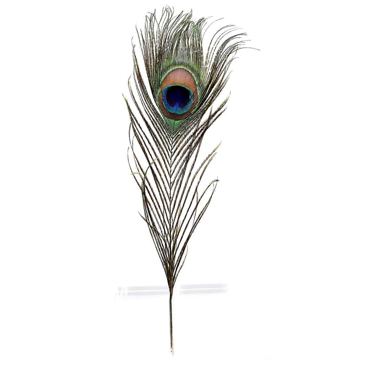Pack of 12 Feathers 10" to 12" Inches Natural Eye Feathers