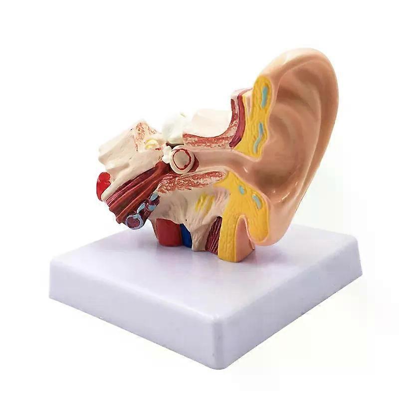 15X Human Ear Anatomy Model - Professional Desktop Inner Ear Structure Simulation Model For Education