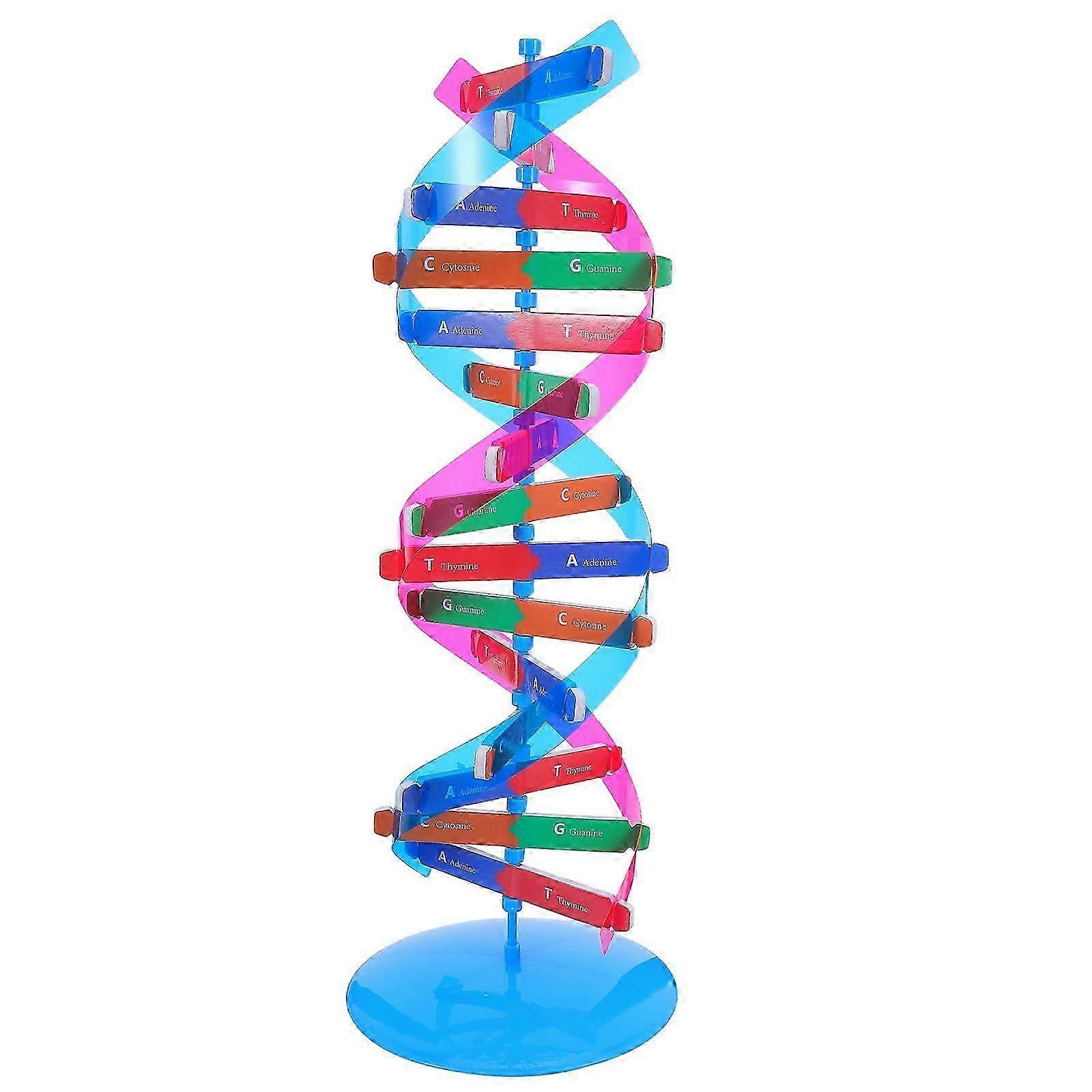 Buildable Double Helix DNA Model Superb Detailed Educational Tool For Classroom Science Learning Gen