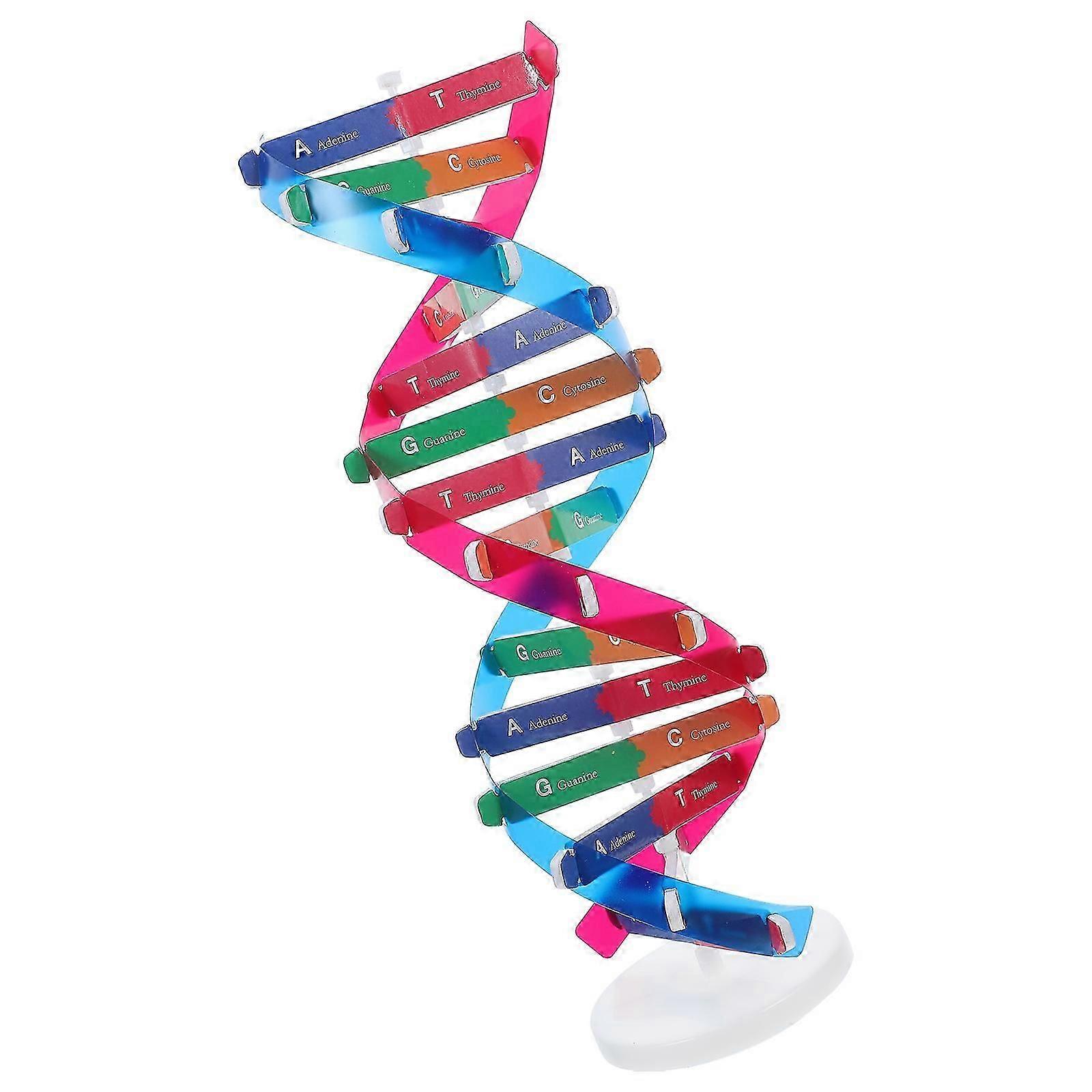 DNA Double Helix Model Kit - ABS Plastic, Easy Assembly, Assorted Colors - Science Education Tool for Classroom, Lab, and Teaching Demonstrations
