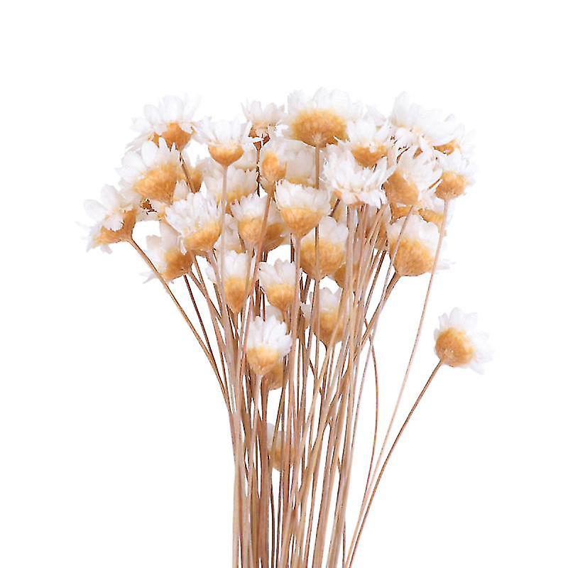 50pcs Dried Flowers