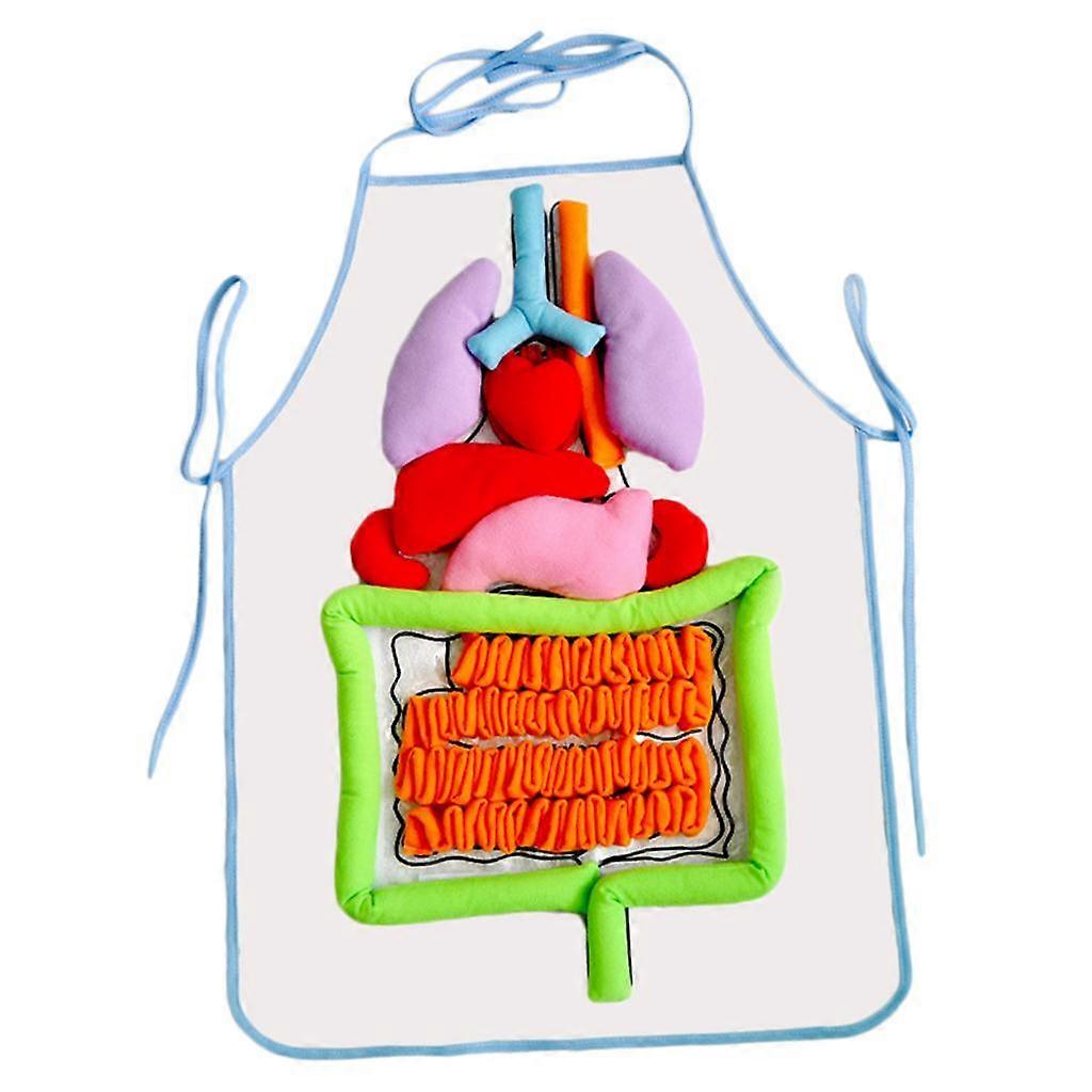 Organ Model Apron Science  Learning