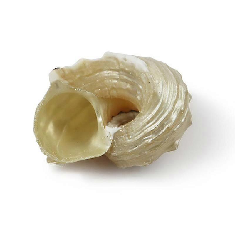 3-5cm(A)$Natural HLBK silver mouth round thorn snail hermit crab replacement shell fish tank landscaping specimen