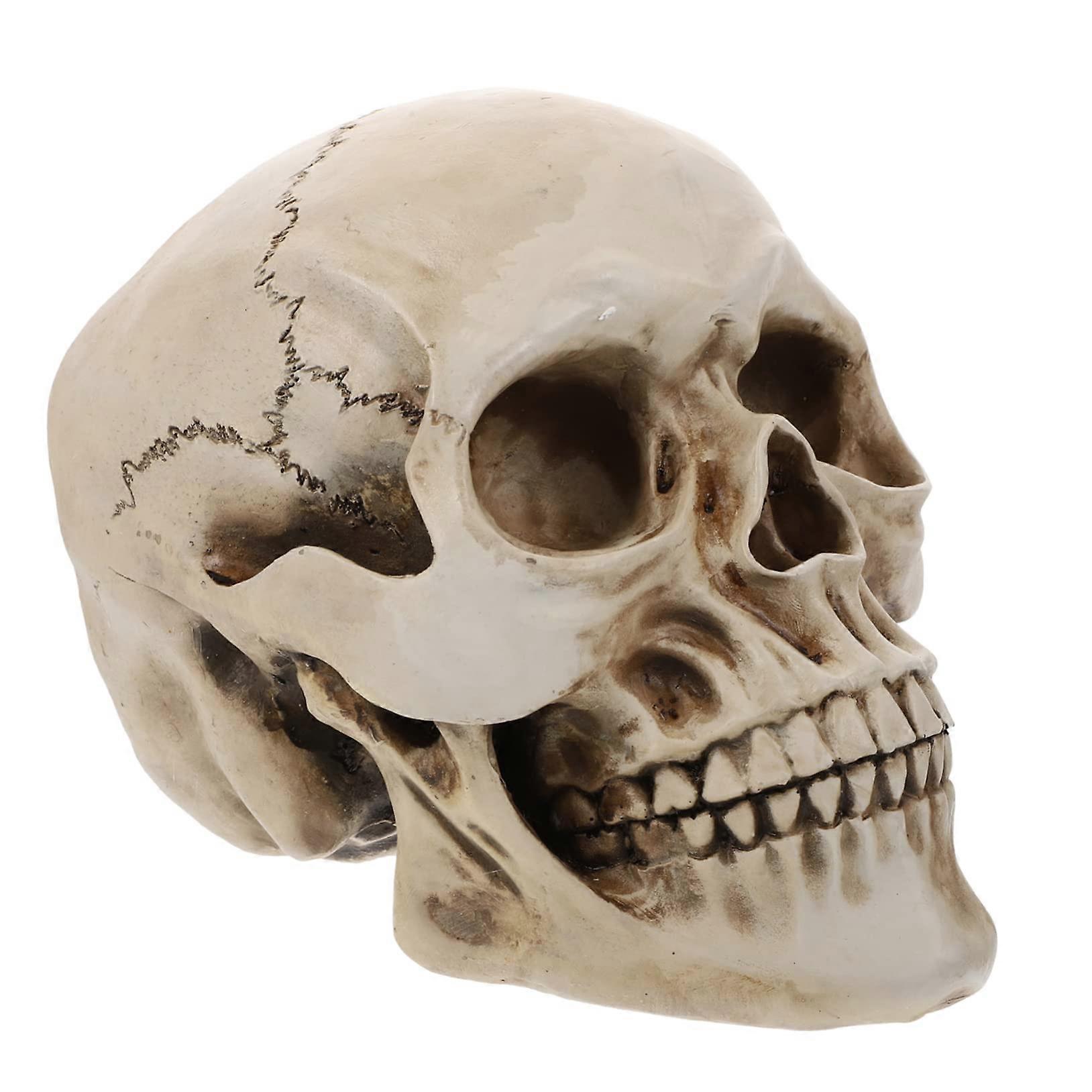 Skull Model Halloween Skull Statue Unique Skeleton Figure for Festive Home Decor 12-Inch Resin Craft