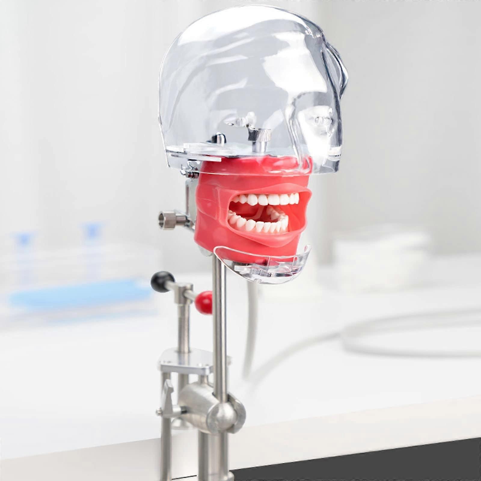 Dental Phantom Head with 360° Rotation, Removable Training Simulator with Drainable Design for Practice