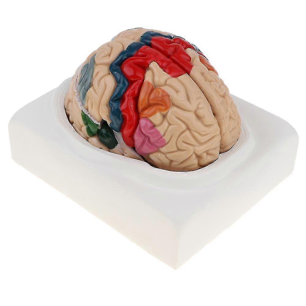 Detachable Brain Model Human Brain
