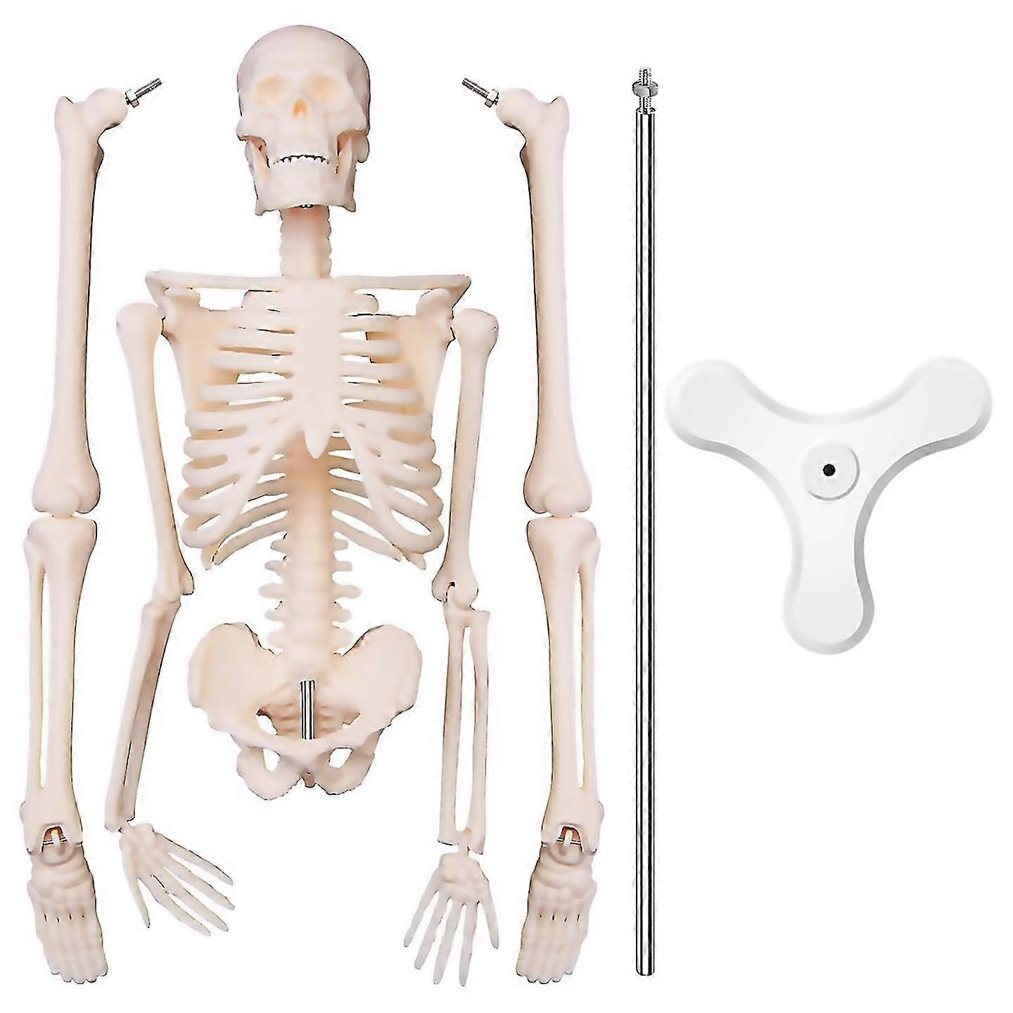 For 45cm Human Anatomy Skeleton Model Poster Learn Model