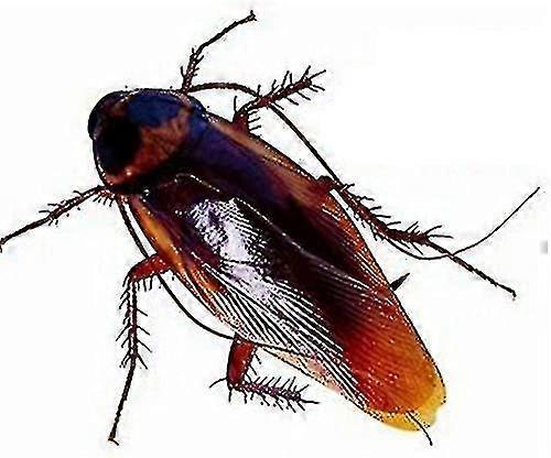 12 Pcs Vinta Mock Fake Roach Insects Joke Toys Prank T Bugs For