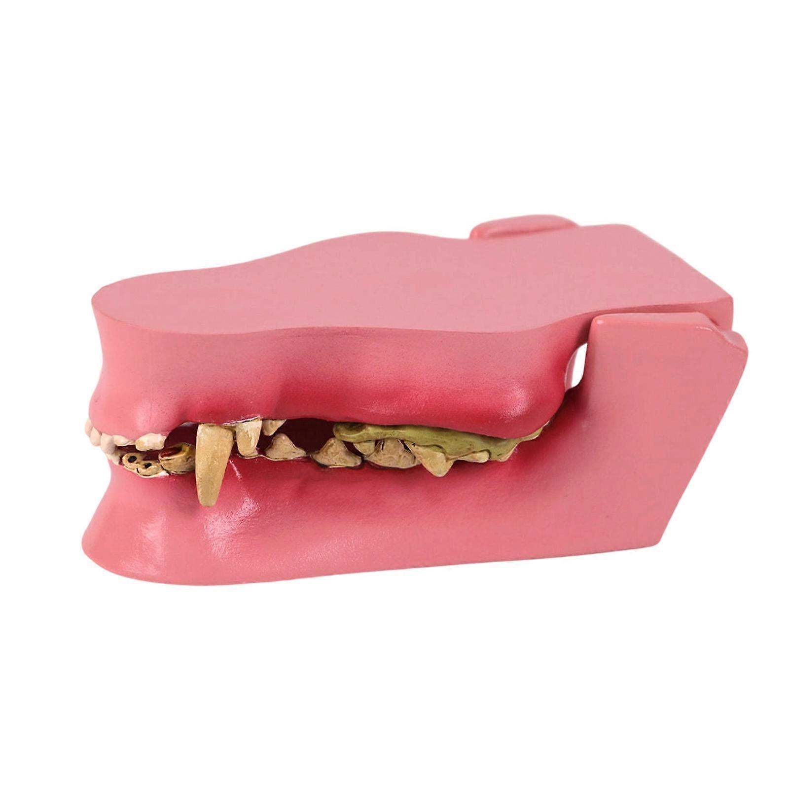 Canine Teeth Anatomy Tool for Veterinary Instructors Features Light Weight Construction Perfect for Mobile Teaching Use Multicolor