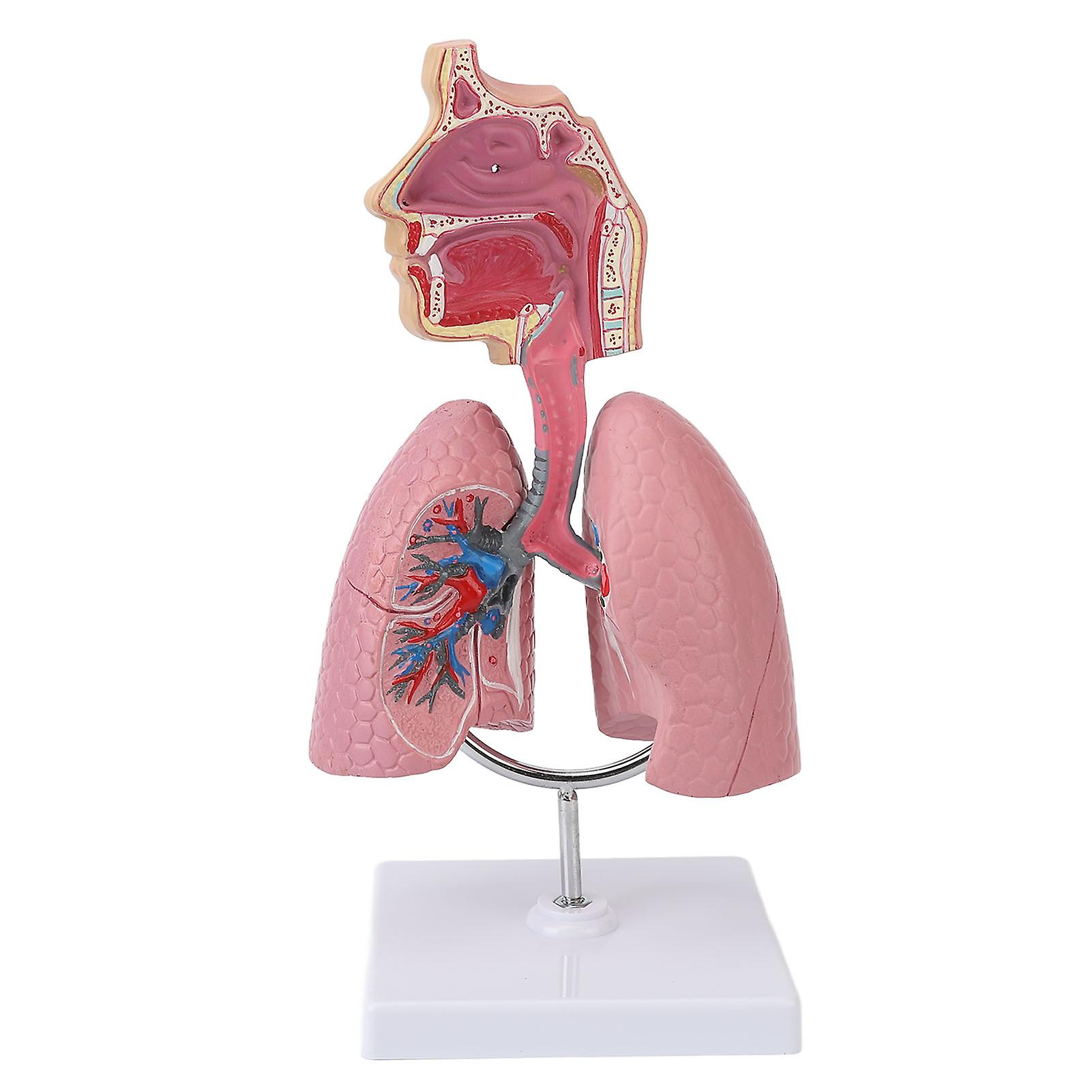 Respiratory System Model with Removable Heart Human Lung Anatomical Display for Students Study Teaching Tool