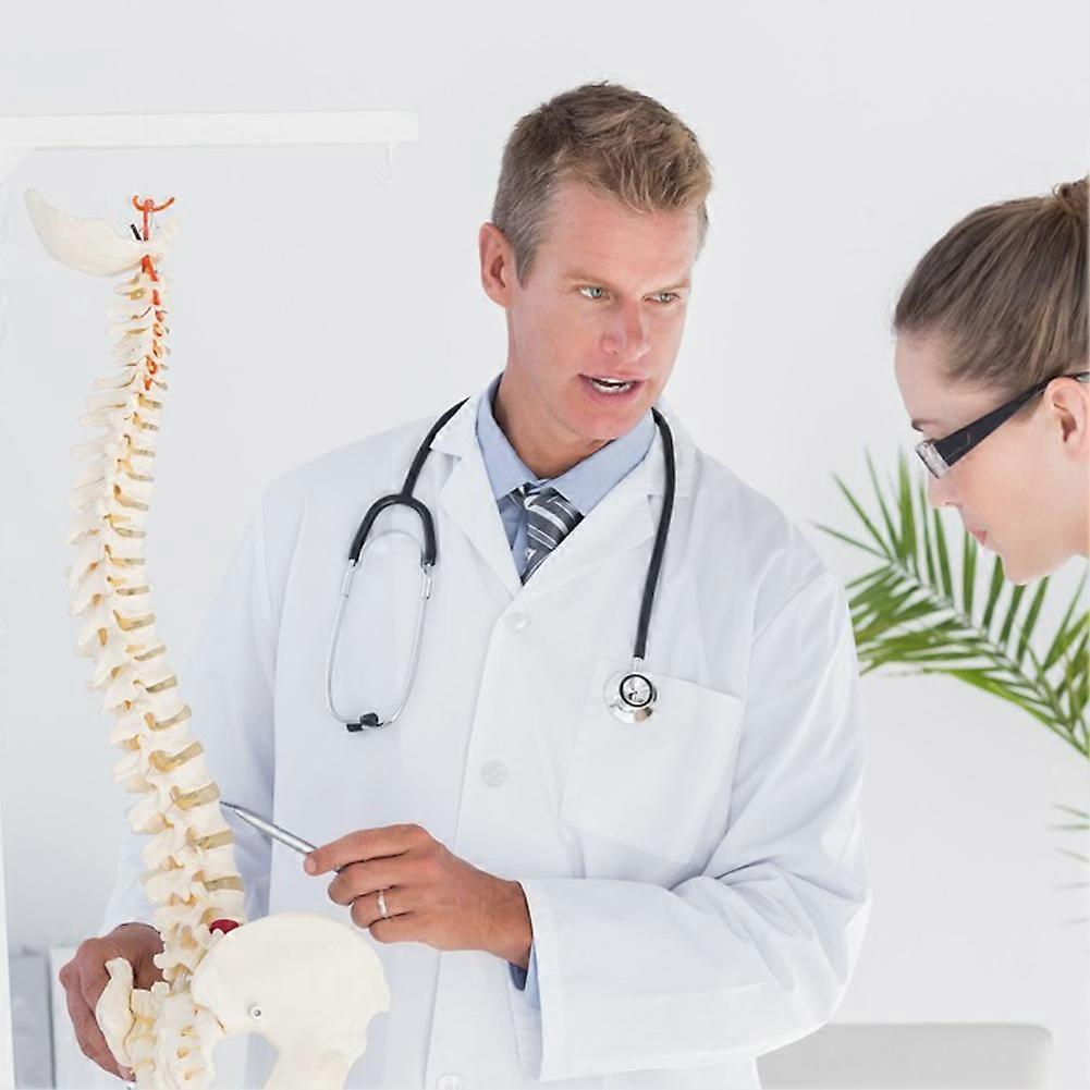 45cm Anatomical Spine Model Pelvic Flexible Model Anatomy Learning Teaching Tool Aids