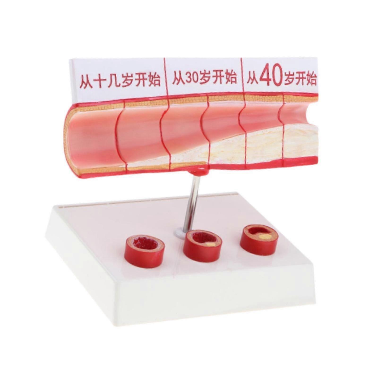 Human Vascular Anatomy Model Vessel Model for Research School Learning