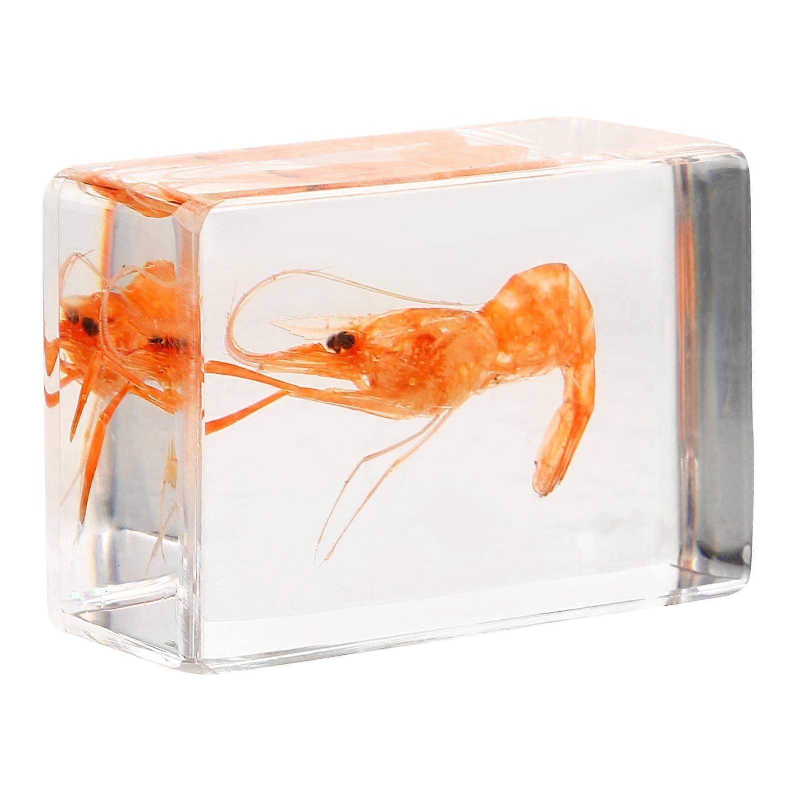 Artificial Resin Specimen Shrimp Specimen Education Teaching Tool Home Collection