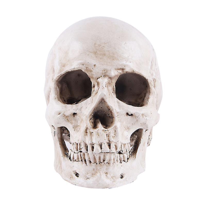 1pcs Lifesize 1:1 Human Skull Model