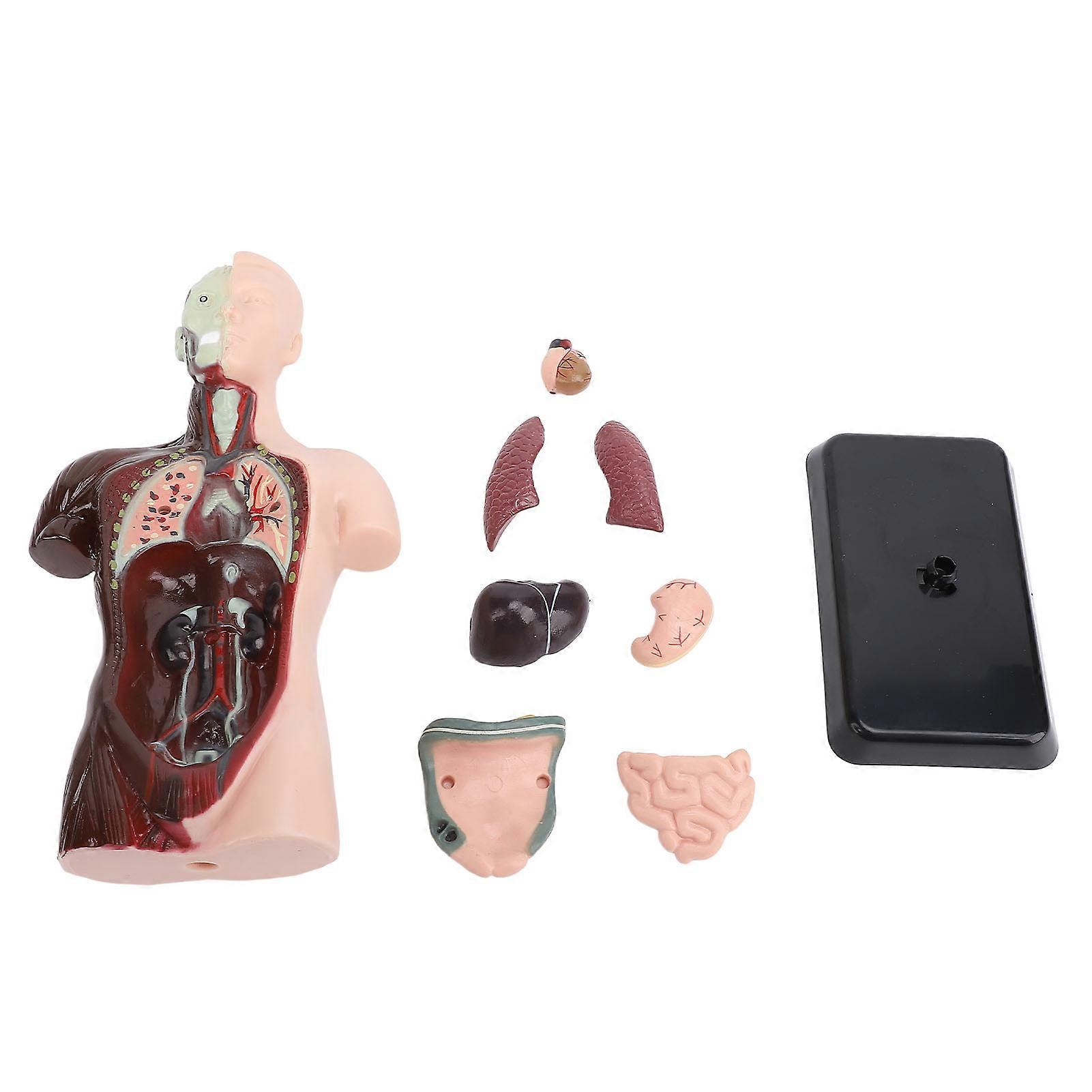 Human Body Anatomy Physiology Model Structure Organs Educational Learning Kit Science Classroom Demonstration Tools