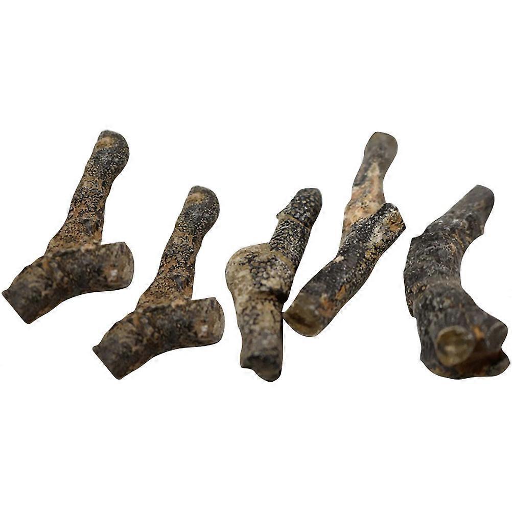 5pcs Specimens Stromatoporoid Science Decoration (Random Style)