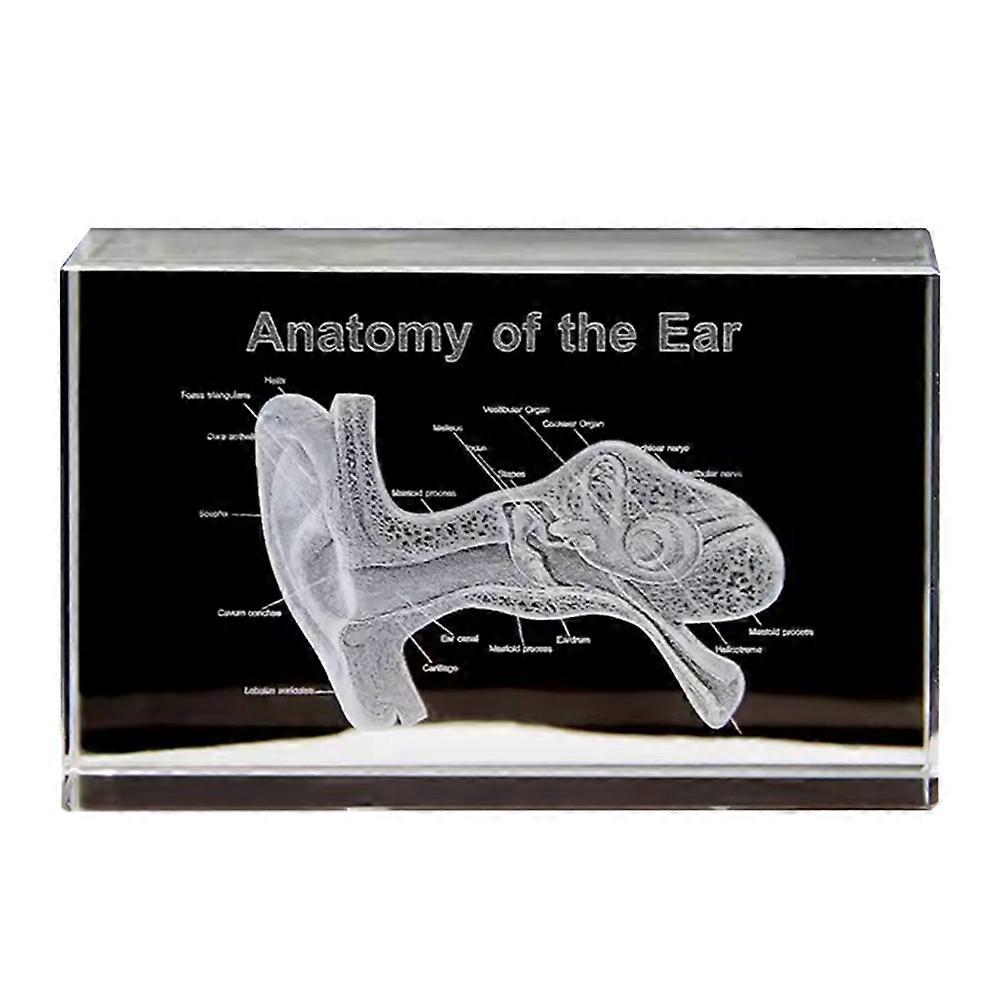 3D Ear Organ Model, Crystal Cube, Science Gift, A
