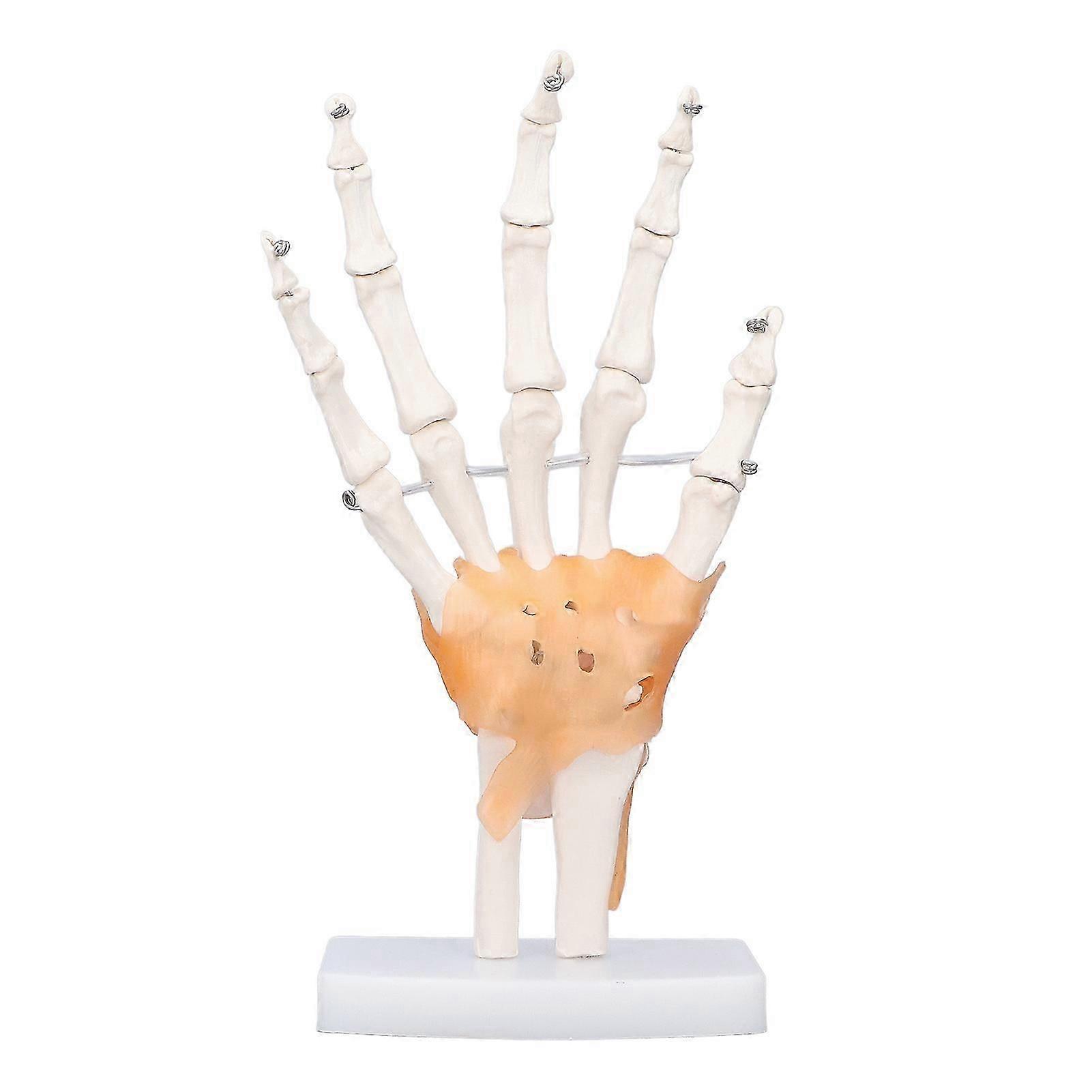 Hand Skeleton Model Life Size PVC On Base with Joints Tool for Learning Teaching