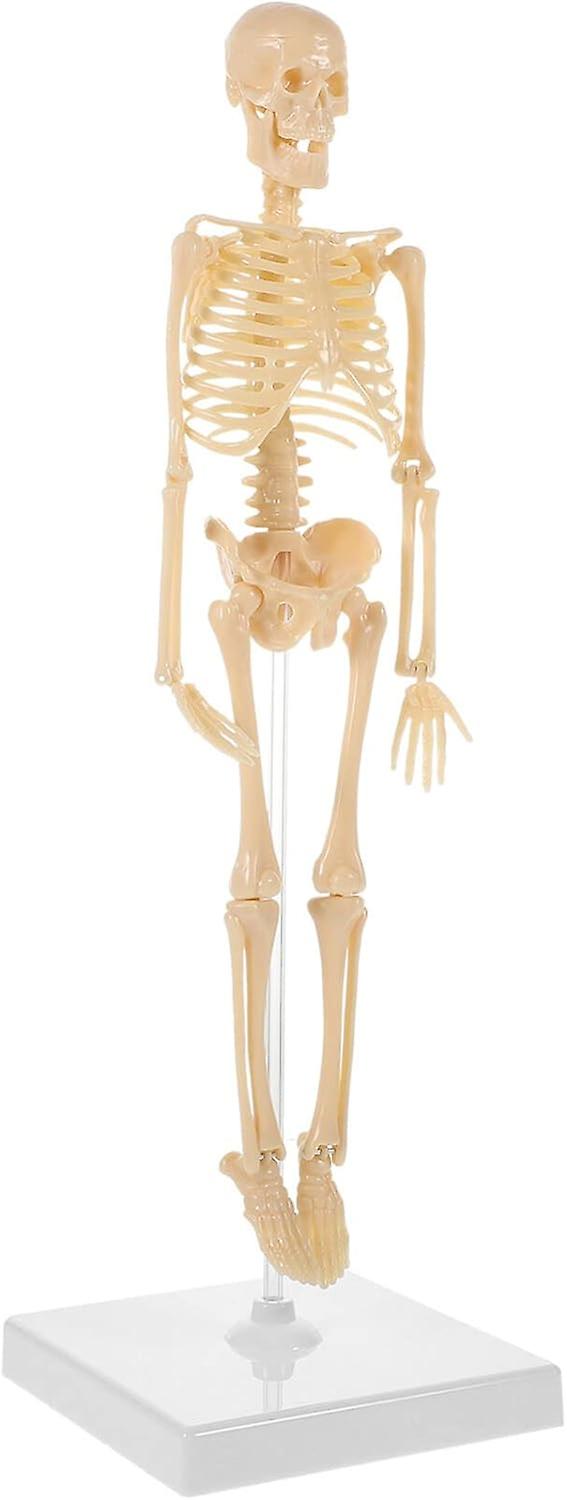 Human Skeleton Model - 17.7" High Diy Anatomy Educational Toy