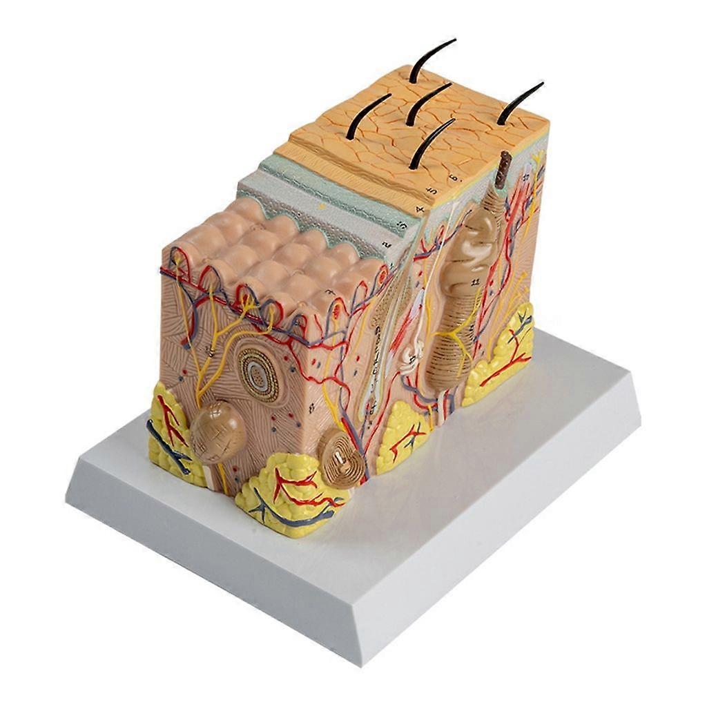 Anatomical Human Skin Model Human Skin Structure Anatomical Model