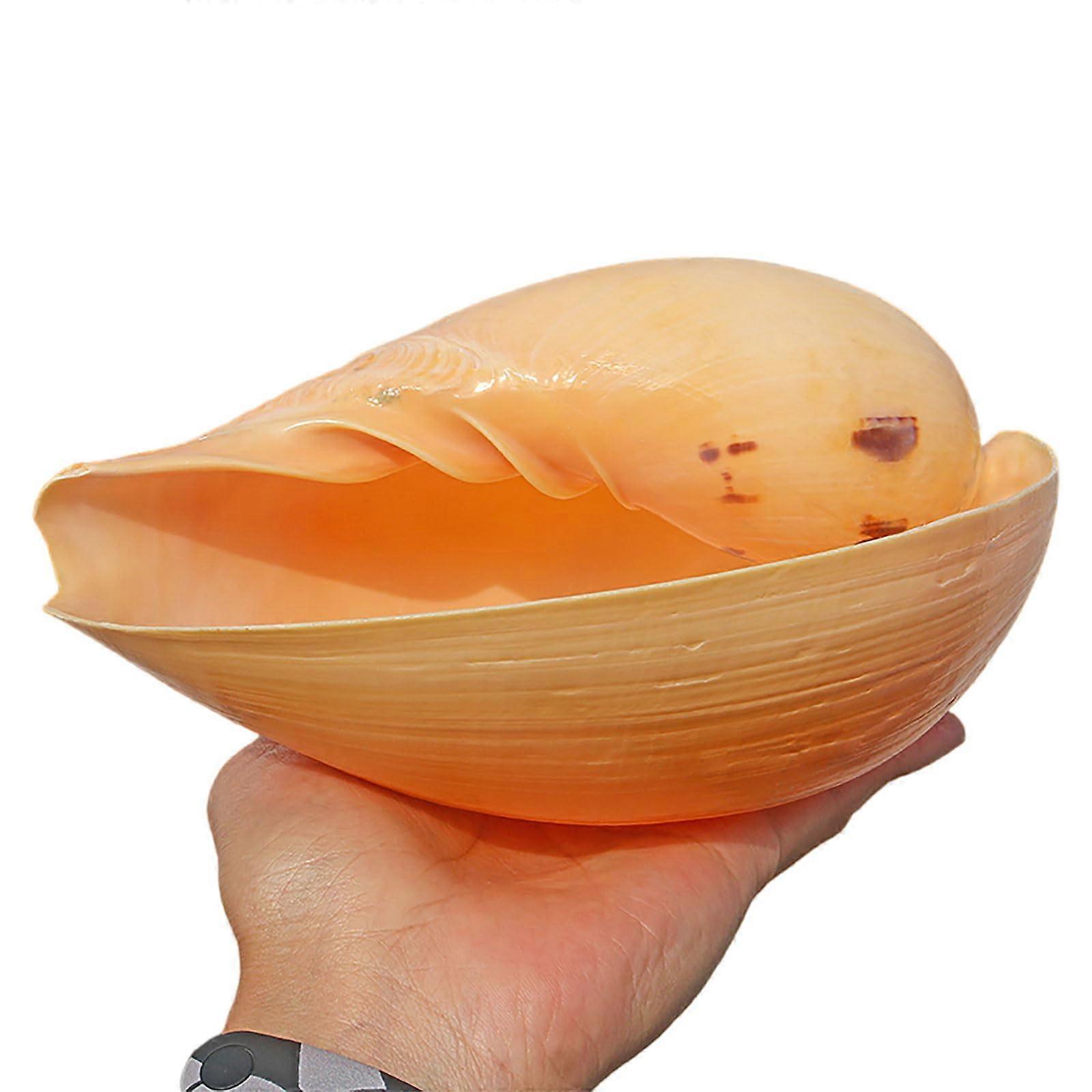 Natural large conch shells (4–7 inches) – authentic ocean decor for beach themes, home decoration, fish tanks, DIY crafts, plants (C)