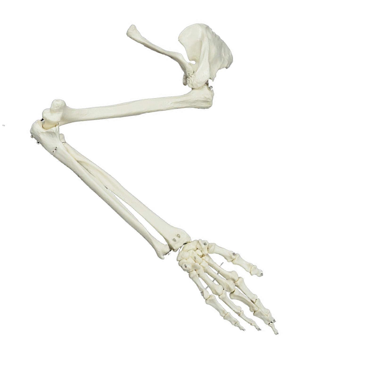 Anatomical Study Life Size Human Arm Joint Study Skeleton Model Human Arm Skeleton Model, Anatomical Human Arm Model Multicolor