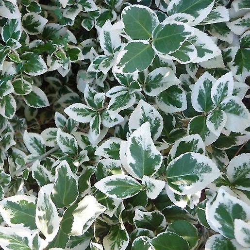 Euonymus Emerald Gaiety. Kara.