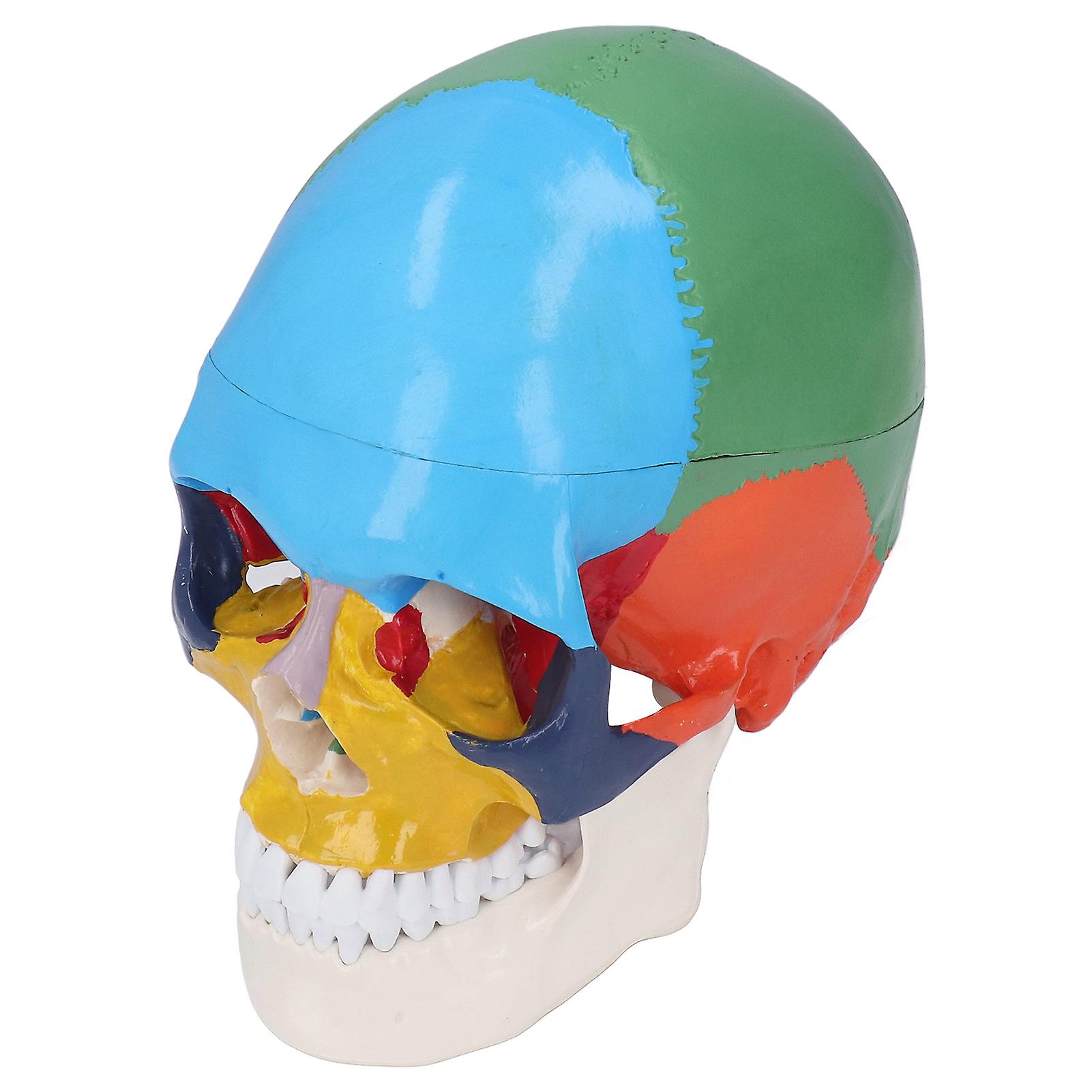 thumbnail image 2 of Life Size 1:1 Human Skull Model - Teaching Skeleton - Halloween Decoration 2 of 6