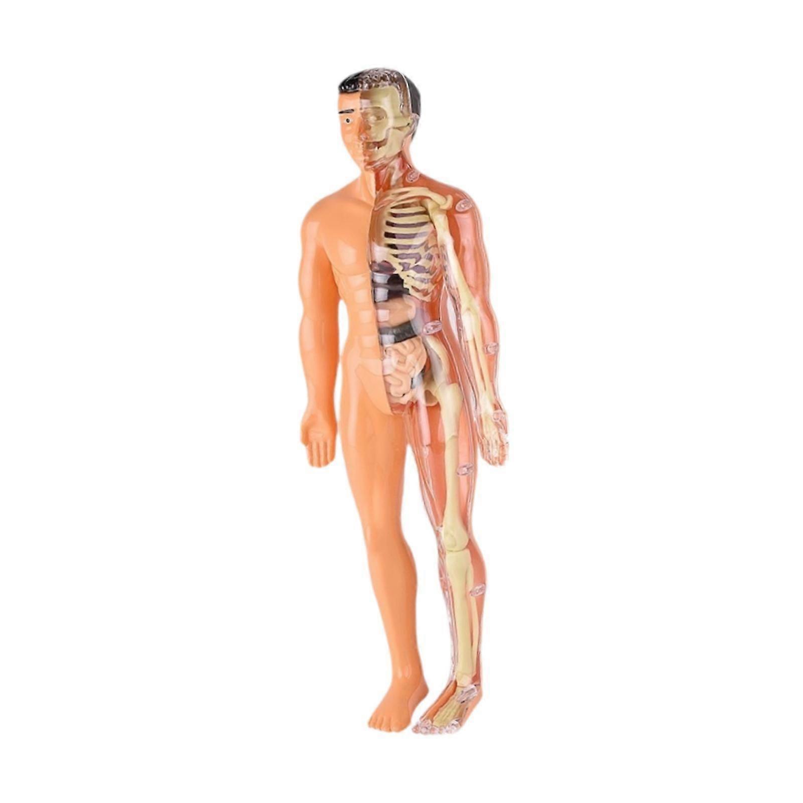 Corps humain Puzzle Kits Squelette Modèle Enfants pour l’aide à l’enseignement Fournitures d’enseignant Translucide