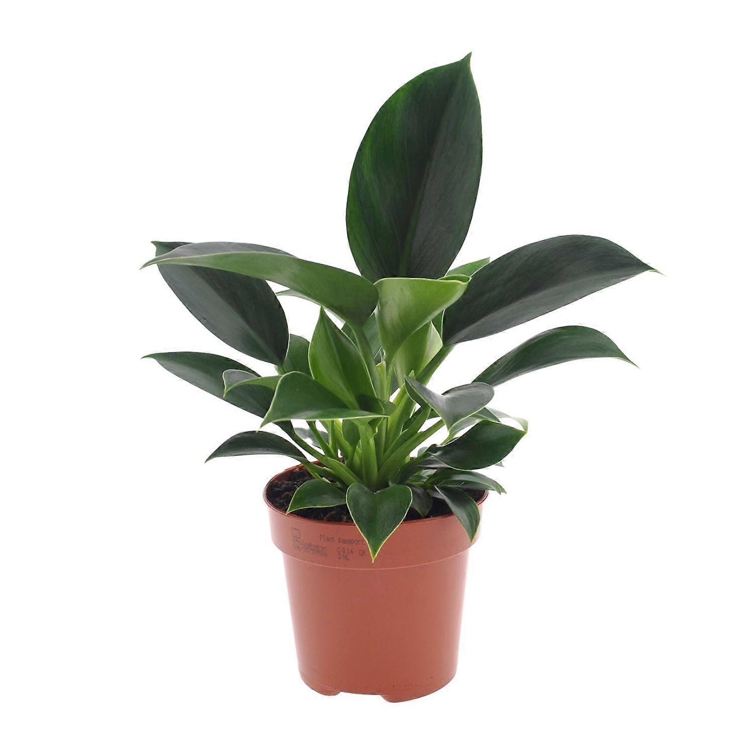 Philodendron Green Princess - 25cm - Ø12cm