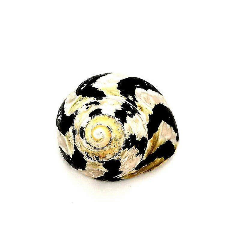 Polished Magpie Turbo Seashell For Fish Tank Dcor