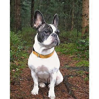 Reflektierendes Hundehalsband, weich mit Neopren gepolstertes, atmungsaktives Nylon-Hundehalsband, verstellbar für kleine, mittlere, große und extra große Hunde, atmungsaktives Nylon-Hundehalsband