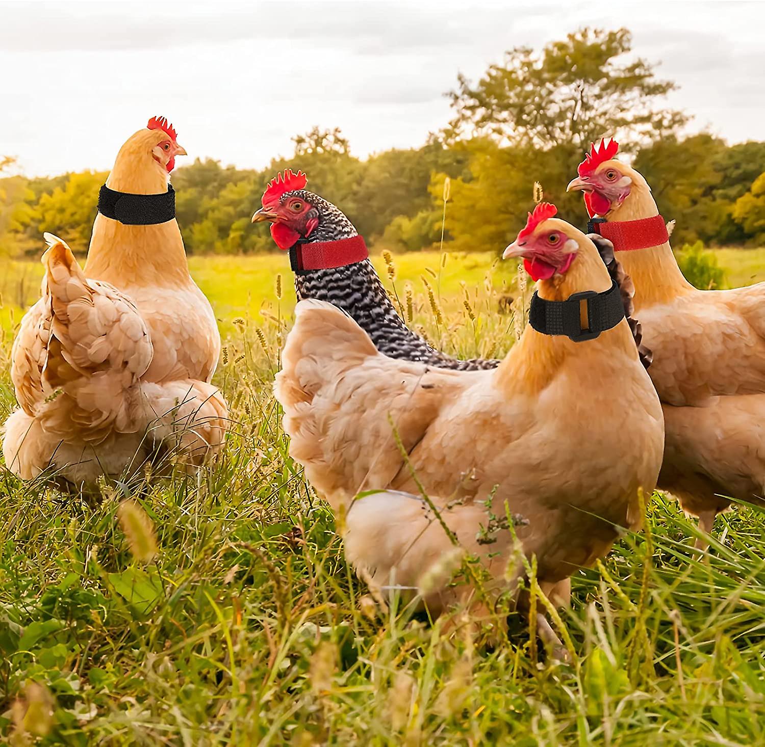 4 Pieces Rooster Collar, No Crow Adjustable Chicken Collar Anti Hook