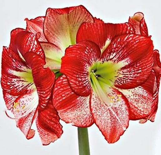 Amaryllis Flamenco Drottning. Stora 42-44 glödlampor.
