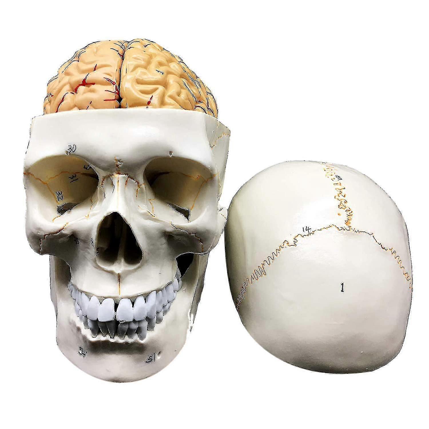 Human Skull With Brain Anatomical Model 8-part Life-size Anatomy For Science Classroom Study Display