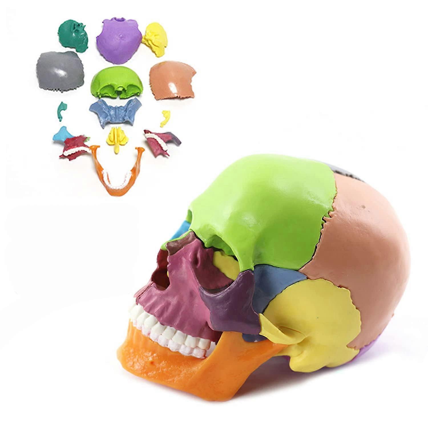 Removable Skull Model 15 Parts 1:2 Color Anatomy Skull Model Mini Size Skeleton Skull Model Medical Skull Anatomical Model for Learning or Display