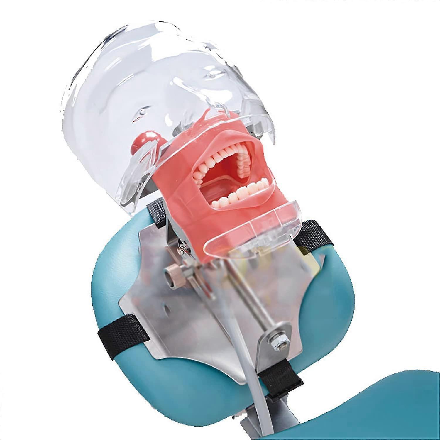Dental Simulation Model with Teeth, Realistic Dental Manikin Phantom Head for Student Training