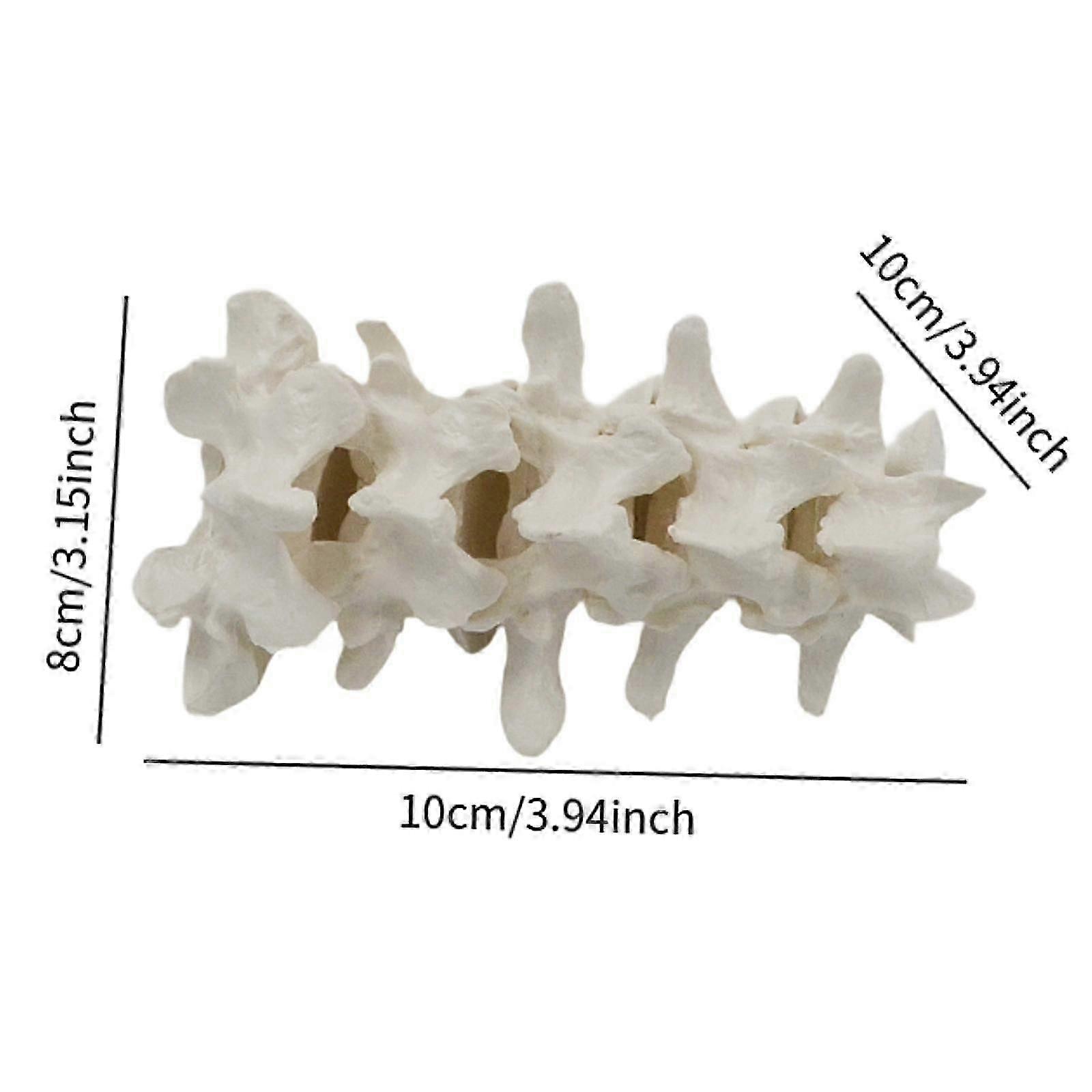 Educational Human Spine Model for Classroom Demonstration and Experiments, Suitable for Children��s Learning and Teaching Activities